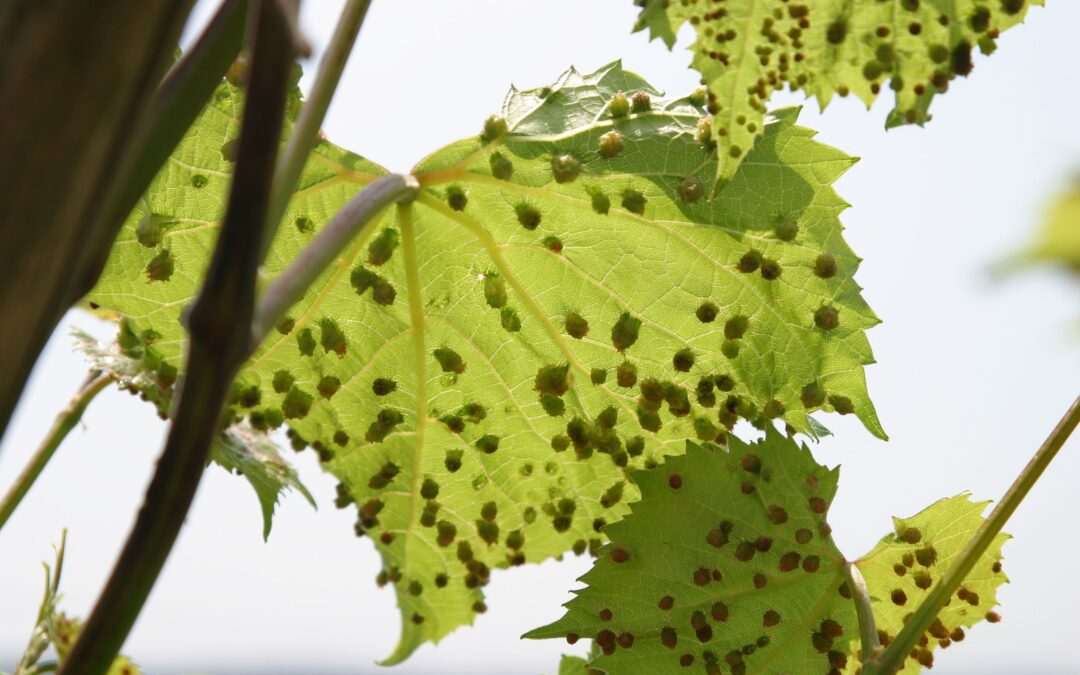 MAIWY – Erkennung von Weinblattkrankheiten mit KI