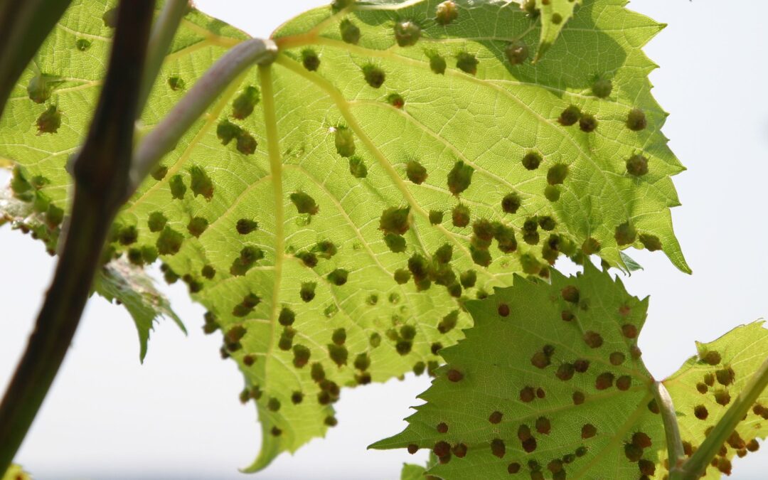 MAIWY – Erkennung von Weinblattkrankheiten mit KI