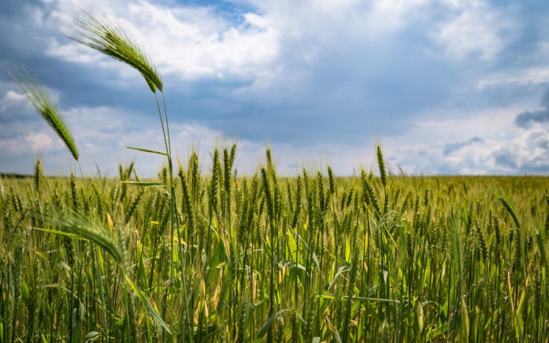 Verbesserung von KI Modellen basierend auf räumlichen Daten in der Agrarwirtschaft