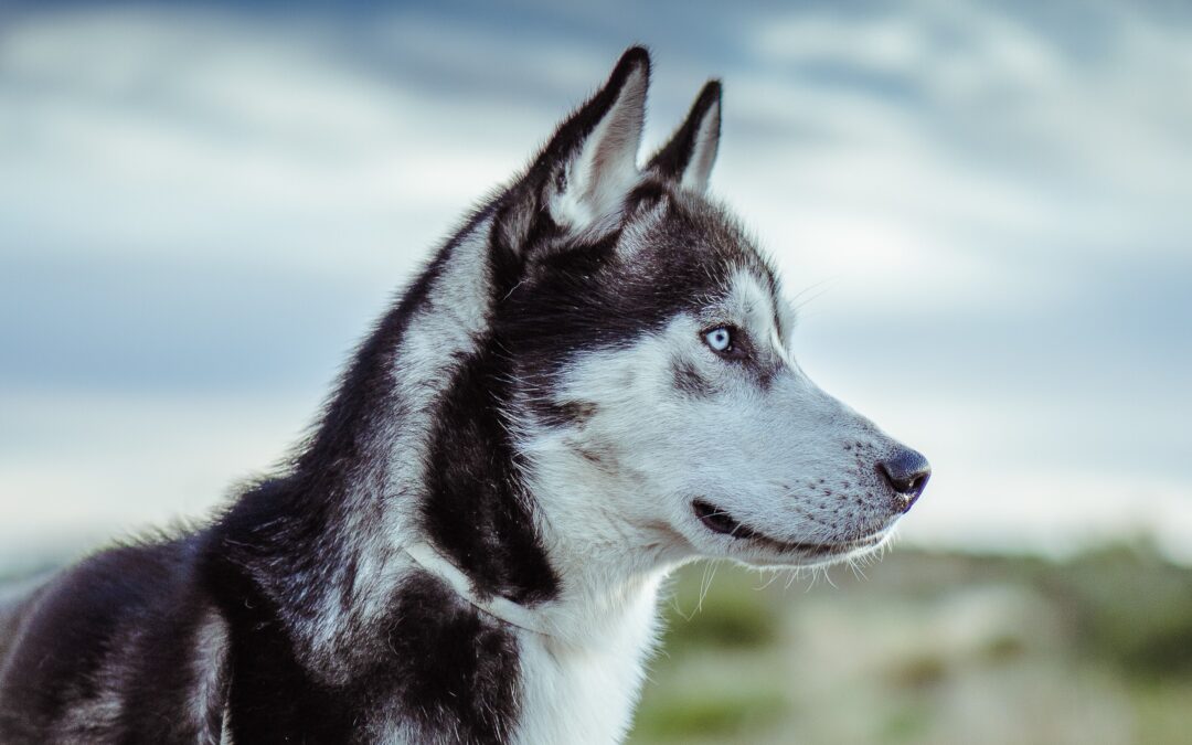 myHusky – für Freelancer & Ausschreibungs-management